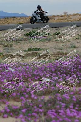 media/Jan-14-2023-SoCal Trackdays (Sat) [[497694156f]]/Turn 14 Exit Bloomig (145pm)/